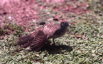 Photo 2: Barred ground dove