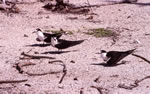 Photo 3: Sooty terns