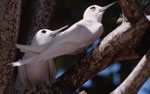Photo 9: Fairy terns