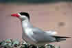 Caspian tern.  Click once to see an enlargement.