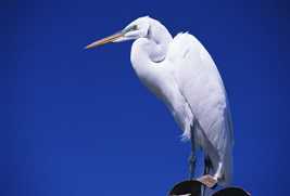 Great white egret, a member of the heron family