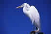 Great white egret (This does not actually link to anywhere.)