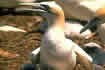 Gannet.  Click once to see an enlargement.