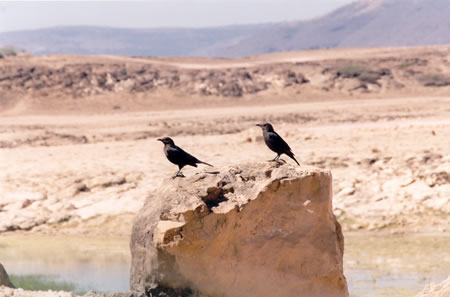 Photo taken by Cheryl near Salalah, southern Oman, December 2000