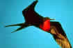 Greater frigate bird.  Click once to see an enlargement.