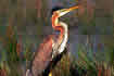 Purple heron.  Click once to see an enlargement.
