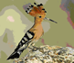 Hoopoe (This is not actually a link to anywhere.)