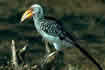 Yellow-billed hornbill.  Click once to see an enlargement.