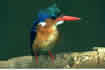 Common kingfisher.  Click once to see an enlargement.