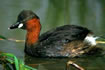 Little grebe (also called dabchick).  Click once to see an enlargement.