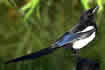 Magpie. Click once to see an enlargement.