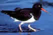 Oystercatcher.  Click once to see an enlargement.