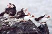 Puffins. Click once to see an enlargement of this photo.  (Photo, courtesy of Peter Hill)