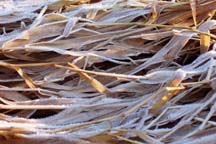 Frosted reeds