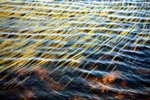 Water and reeds