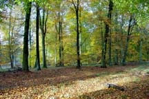 Forest of Dean