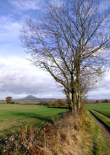 The Wrekin viewed from Harnage