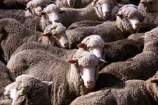 Merino Sheep, New Zealand