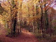 Lady Hill Wood