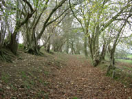 U05: Bridleway west of Llanbadoc
