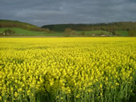 U16: Rape field in the Usk Valley