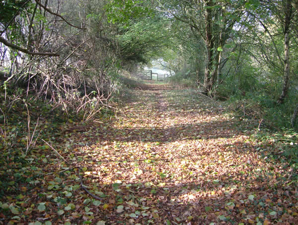 The bridleway, west of Llanbadoc