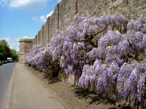 Usk prison and its beautiful wisteria, photographed 10.05.05